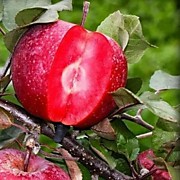 Рэд Кетти  500 руб.