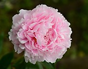 Сара Бернар (2-3почки)