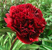 Рэд Грейс (2-3почки)