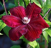 Руж Кардинал