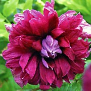 Пурпурея Плена Элеганс