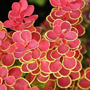 Оранж Санрайз