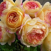 Розоман Жанон