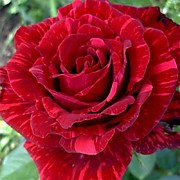 Рэд Интуишн