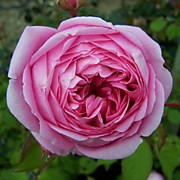 Алан Титчмарш