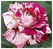 Нью Имейджн