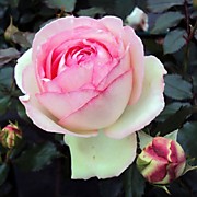 Оноре де Бальзак