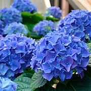 Никко Блю 1000 руб.