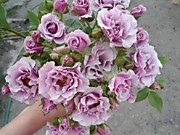 Санта-Барбара 