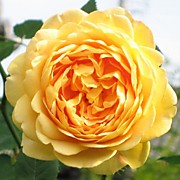 Голден Селебрейшн