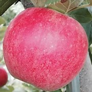 Солнышко 500 руб.