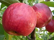 Жигулевское 500 руб.