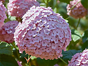 Кандибель Баблгам  1000 руб.