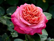 Сурир де Довиль