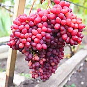 кишмиш Велес