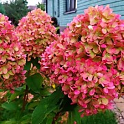 Краса Лесково  700 руб.