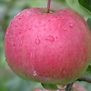 Рождественское 500 руб.